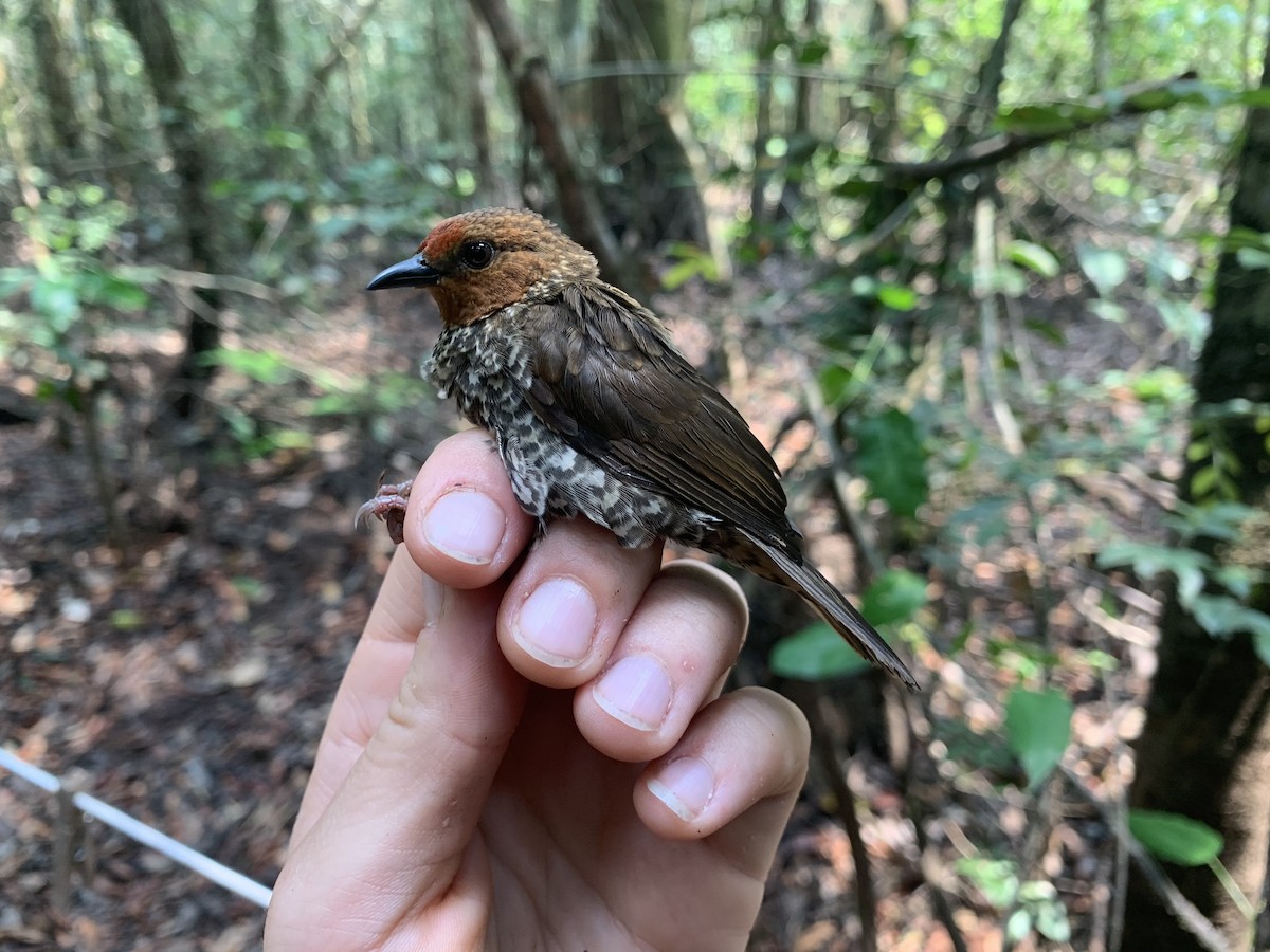 Woodhouse's Antpecker - ML222071171