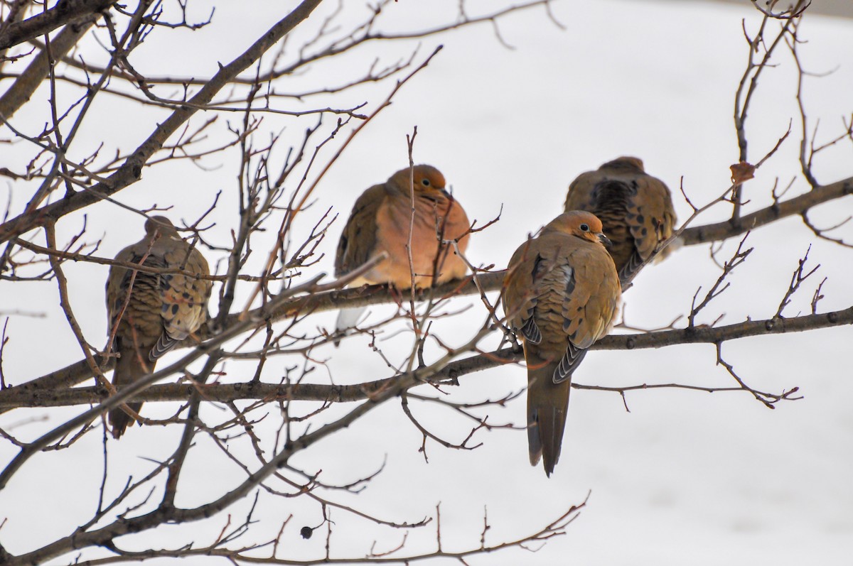 Mourning Dove - ML222071471