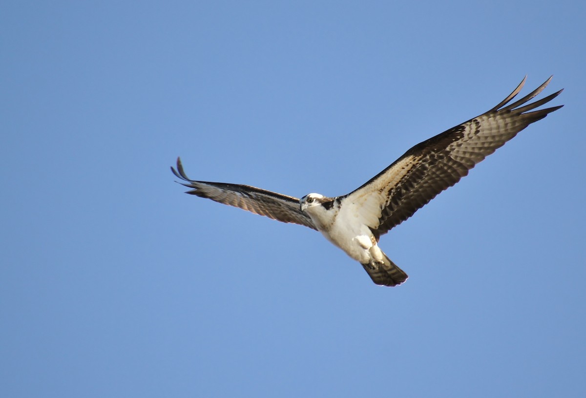 Águila Pescadora - ML222072361