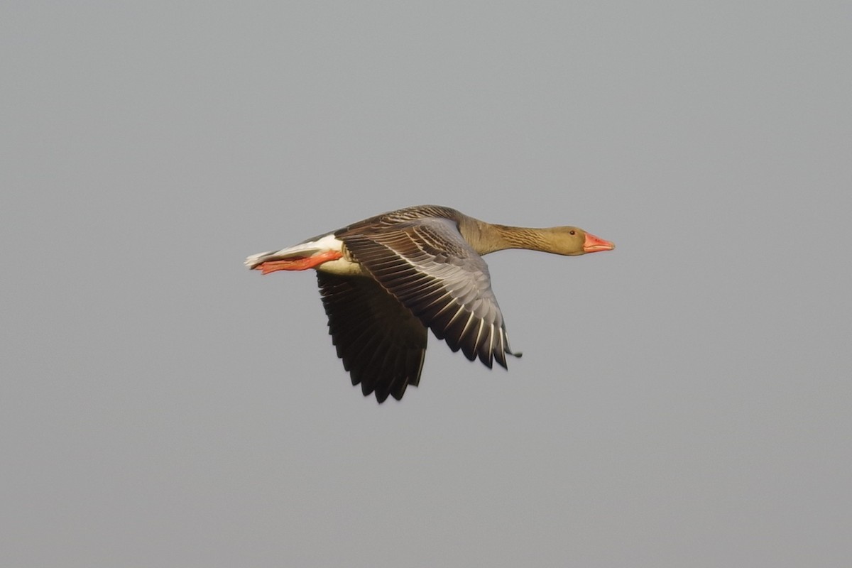 Graylag Goose - Michał B