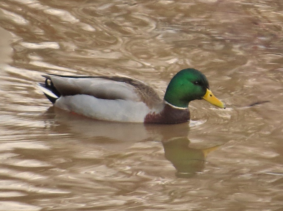 Canard colvert - ML22207501