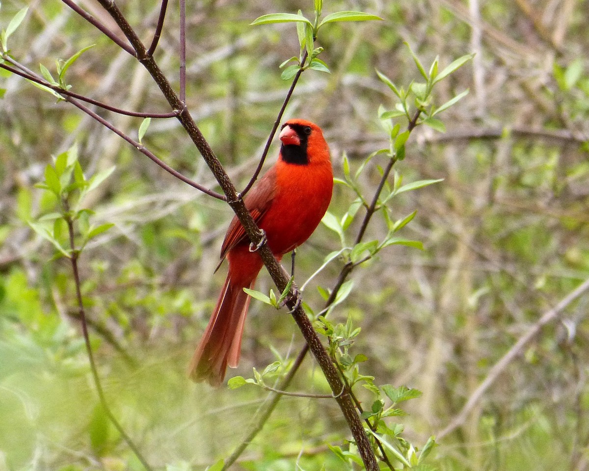 Northern Cardinal - ML222075051