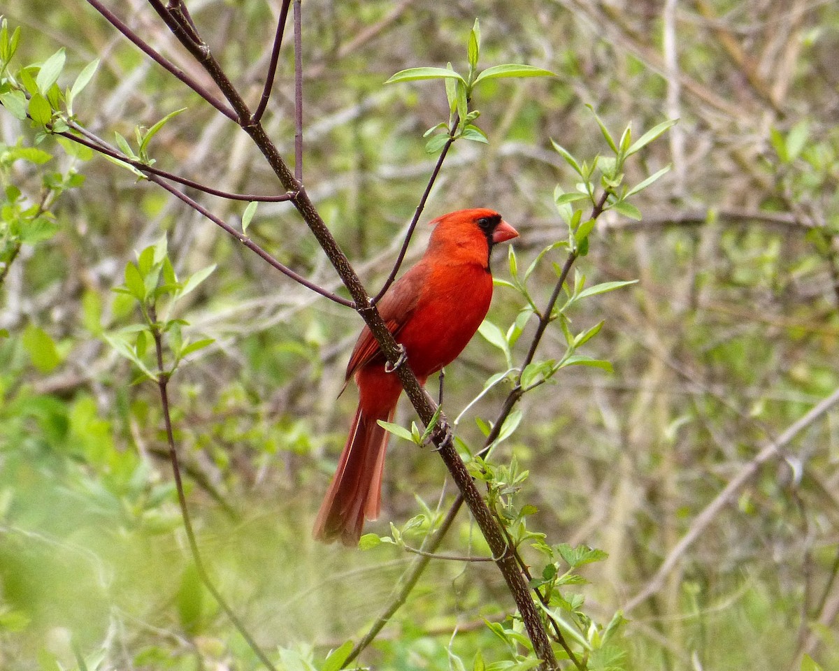 Northern Cardinal - Claire  Kluskens