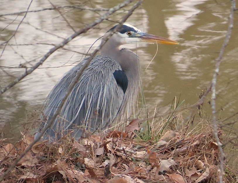 Great Blue Heron - ML22207541