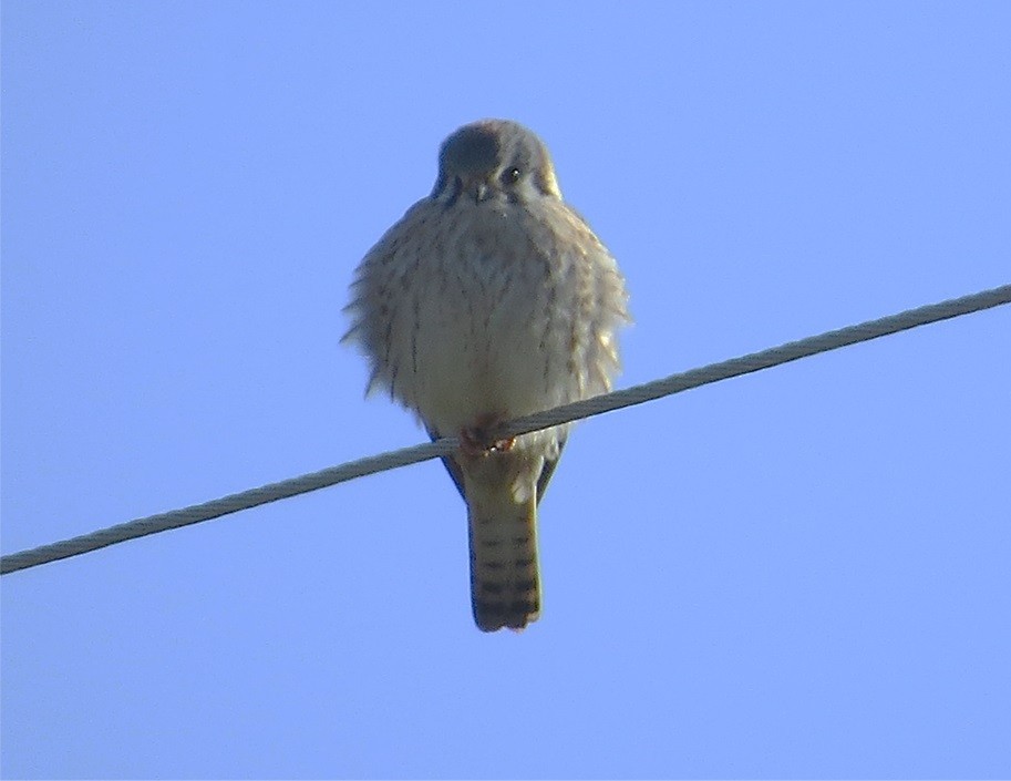 American Kestrel - ML22207571