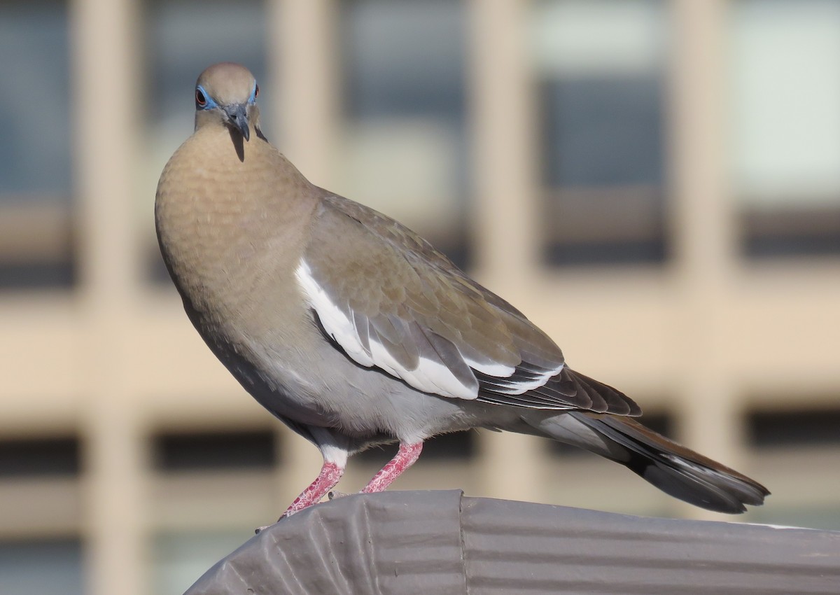 White-winged Dove - Dave Hawksworth