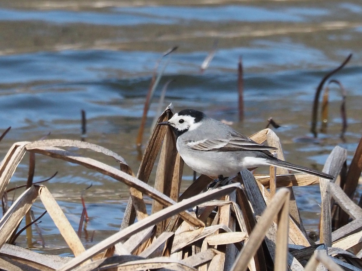 White Wagtail (White-faced) - ML222076621