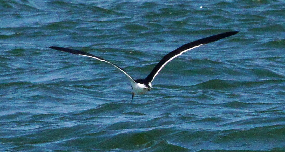 Black Skimmer - Michael Smith