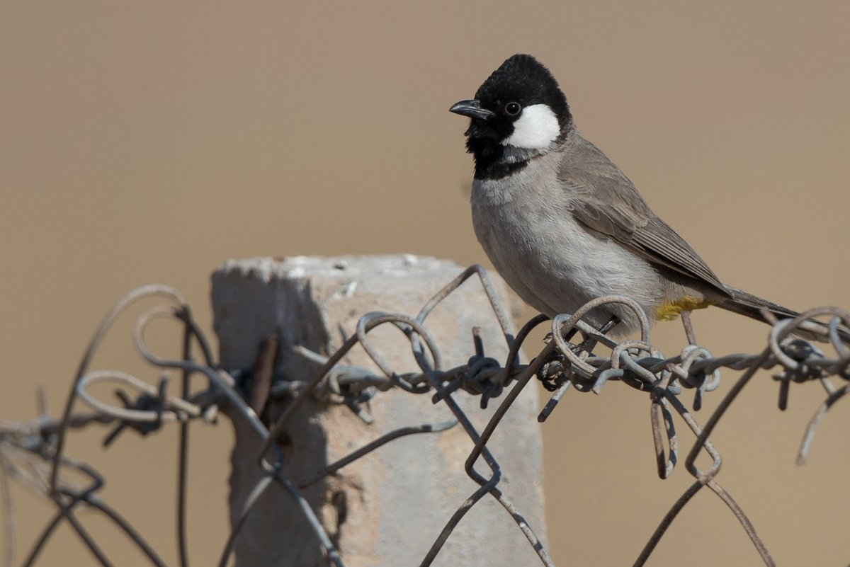 White-eared Bulbul - ML222077151