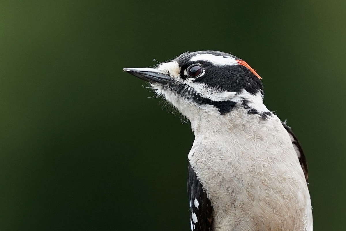 Downy Woodpecker (Pacific) - ML222077571