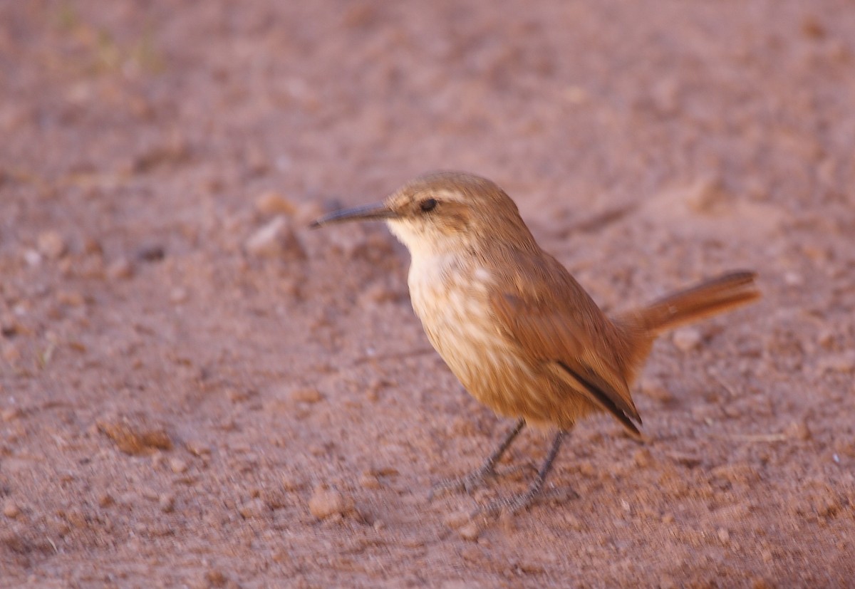 Straight-billed Earthcreeper - ML222078361