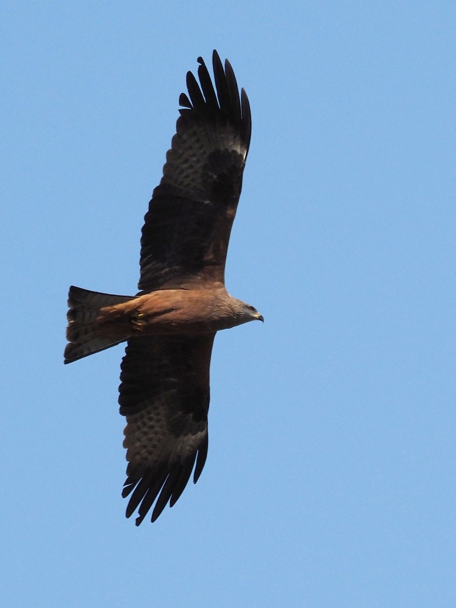 Black Kite - ML222078371