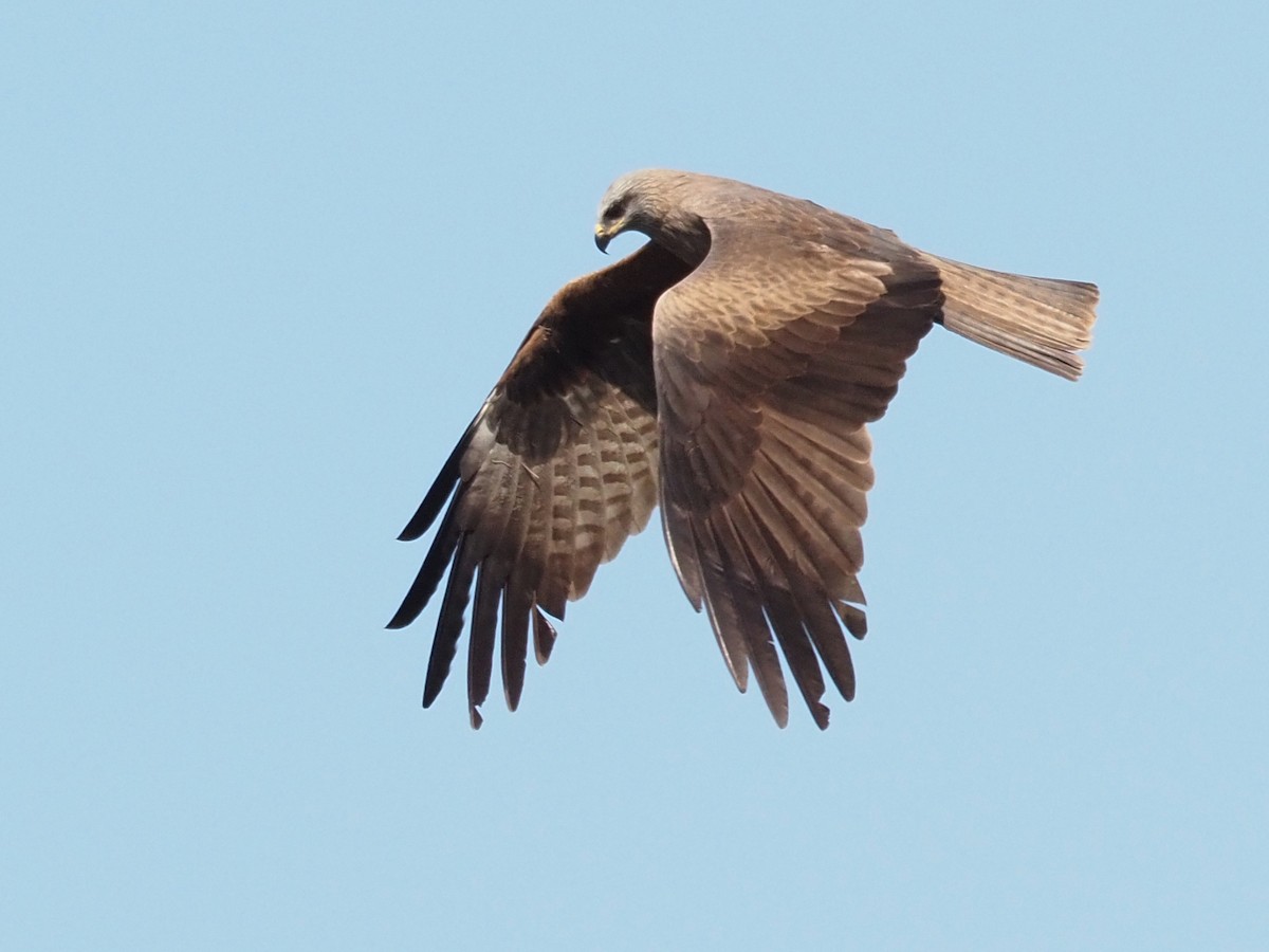 Black Kite - ML222078391