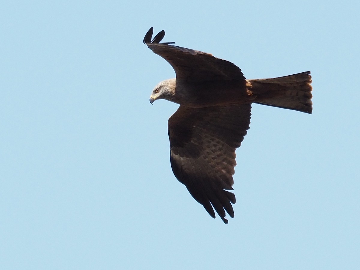 Black Kite - ML222078411