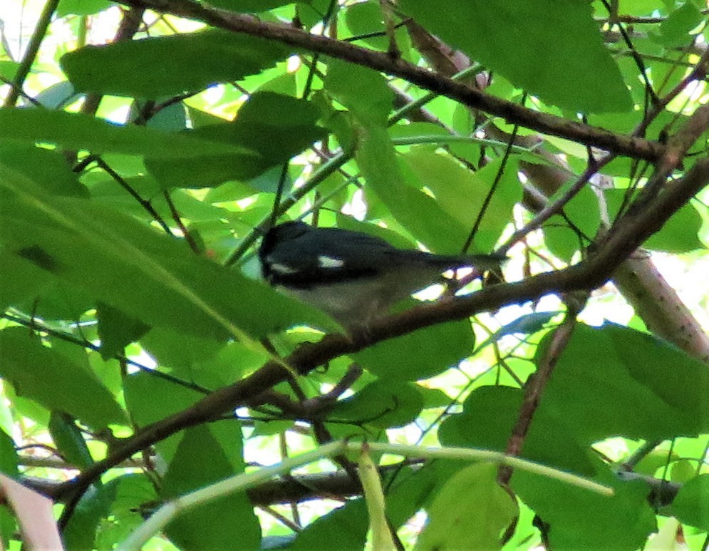 Black-throated Blue Warbler - ML222078881