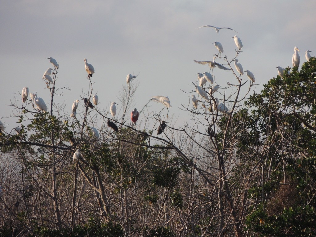 Snowy Egret - ML222079531