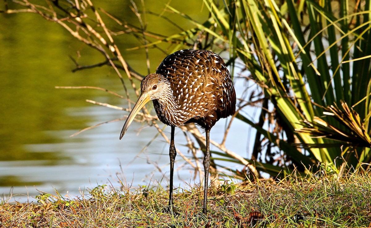 Limpkin - Greg Lawrence