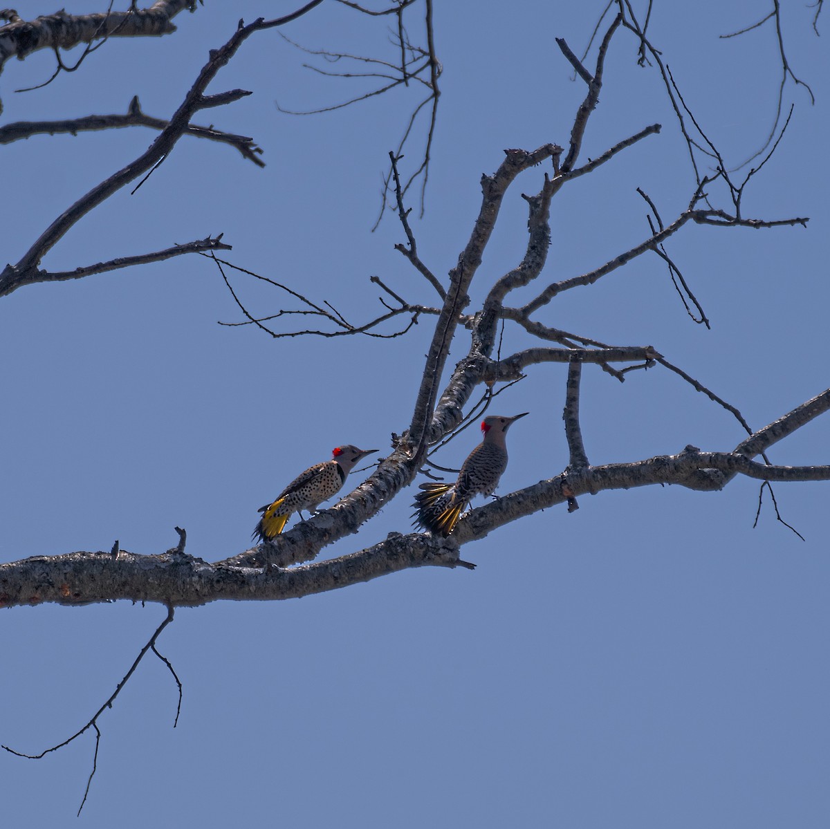 Northern Flicker - Dori Eldridge