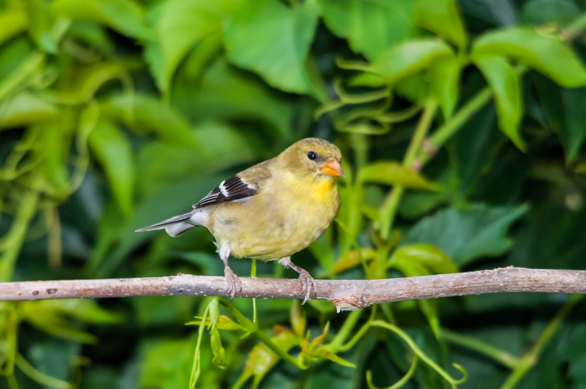 American Goldfinch - ML222080491