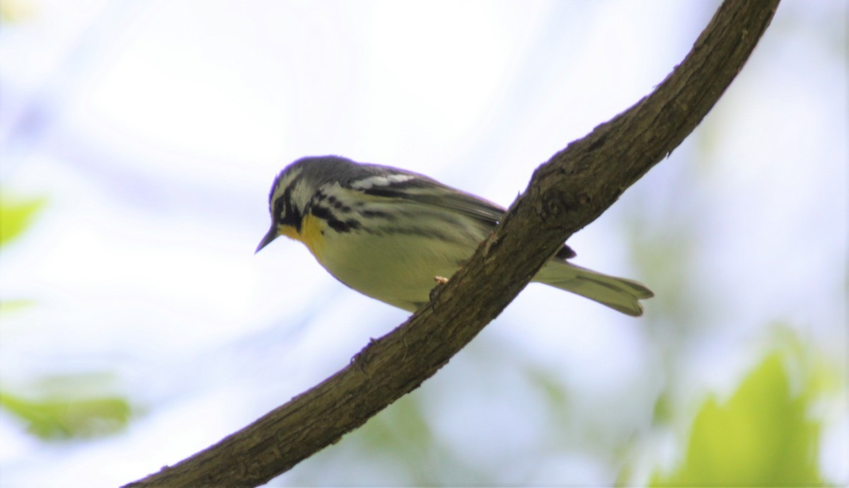 Yellow-throated Warbler - Kathy Richardson
