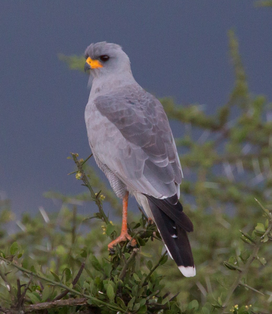 Eastern Chanting-Goshawk - ML222082811