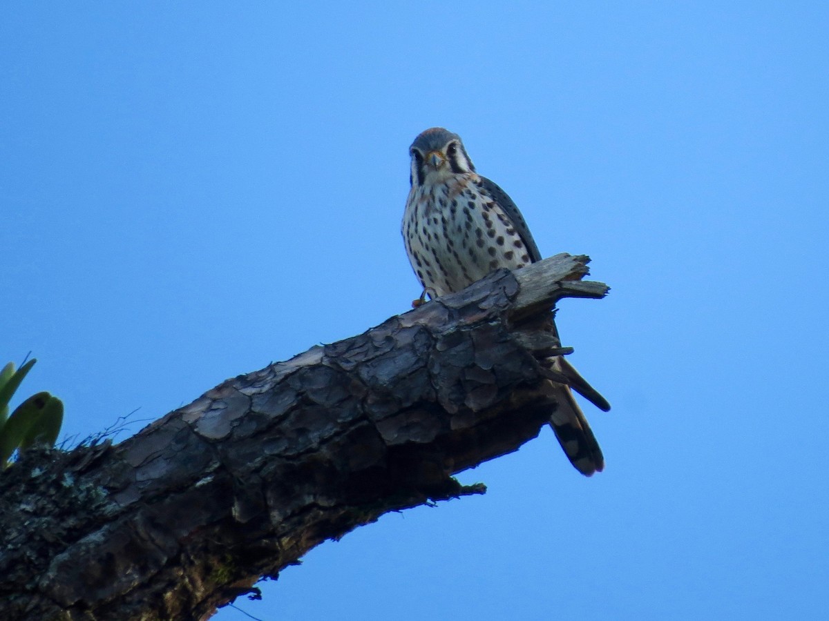 American Kestrel - ML22208371