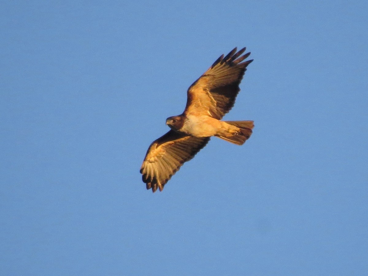 Rotschwanzbussard (kemsiesi/hadropus) - ML22208401