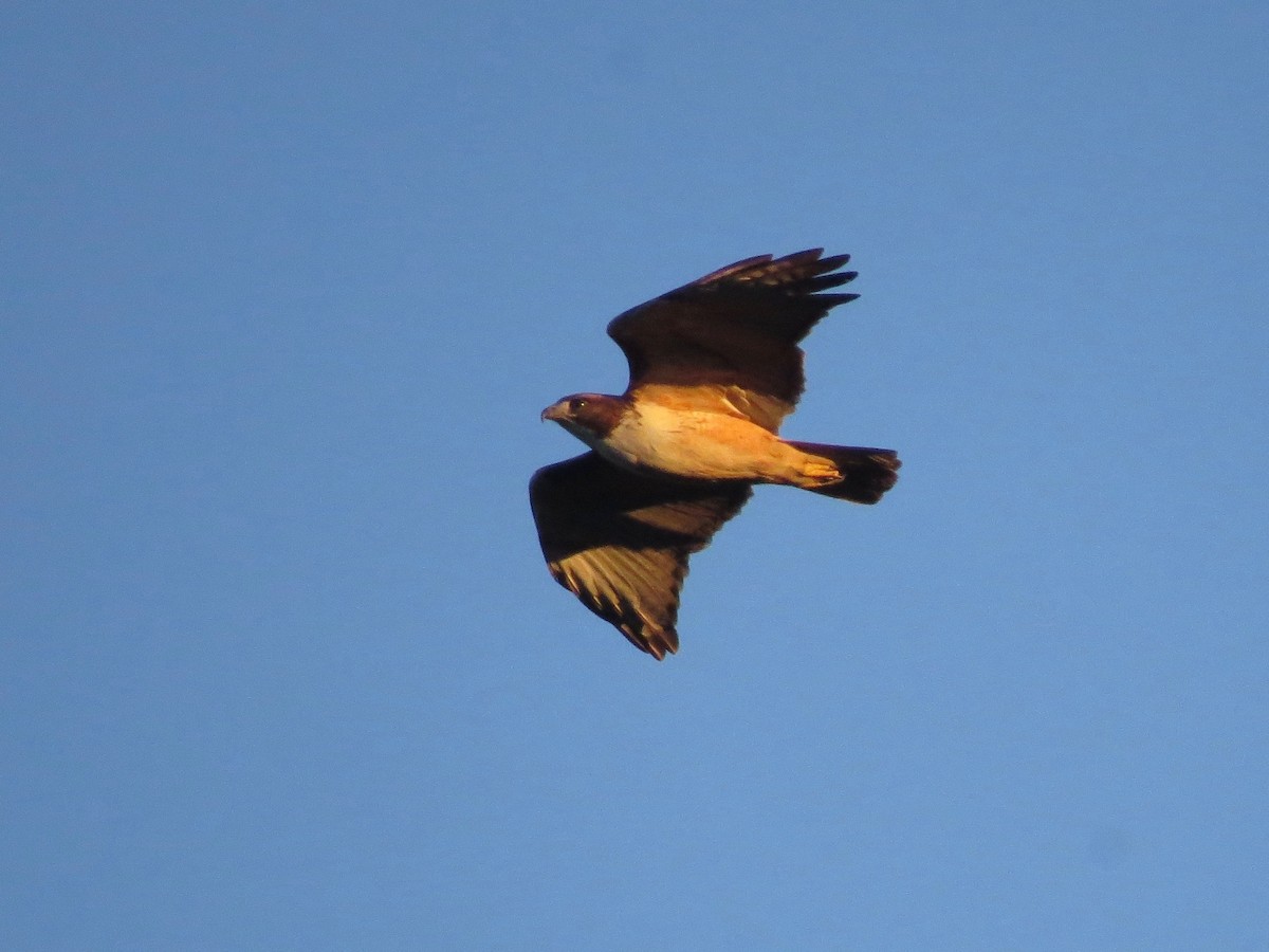 Red-tailed Hawk (kemsiesi/hadropus) - John van Dort