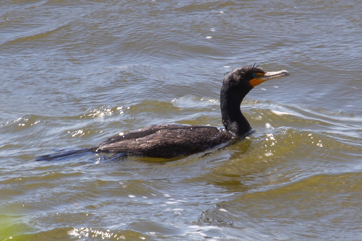 Double-crested Cormorant - ML222084181