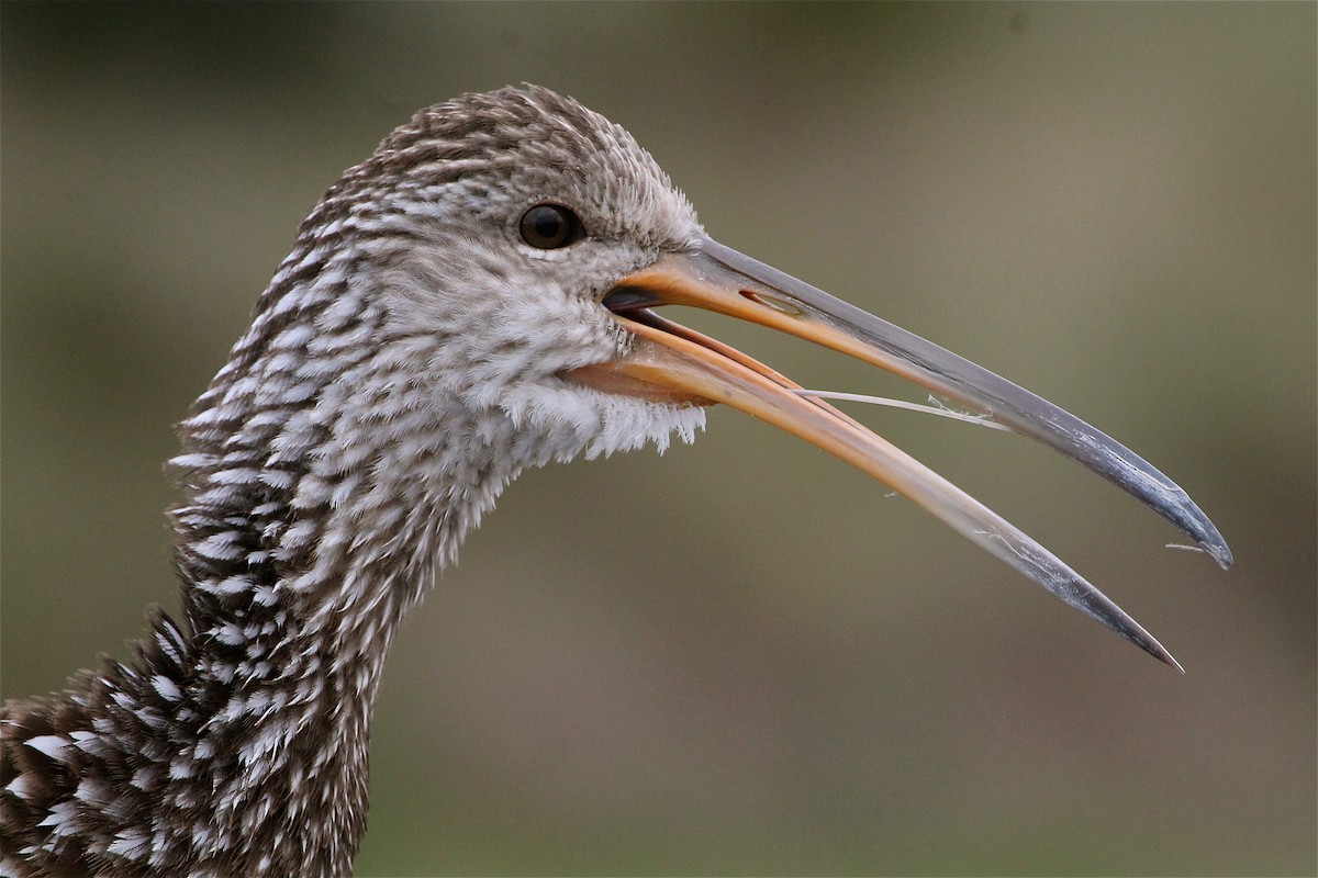 Limpkin - Greg Lawrence