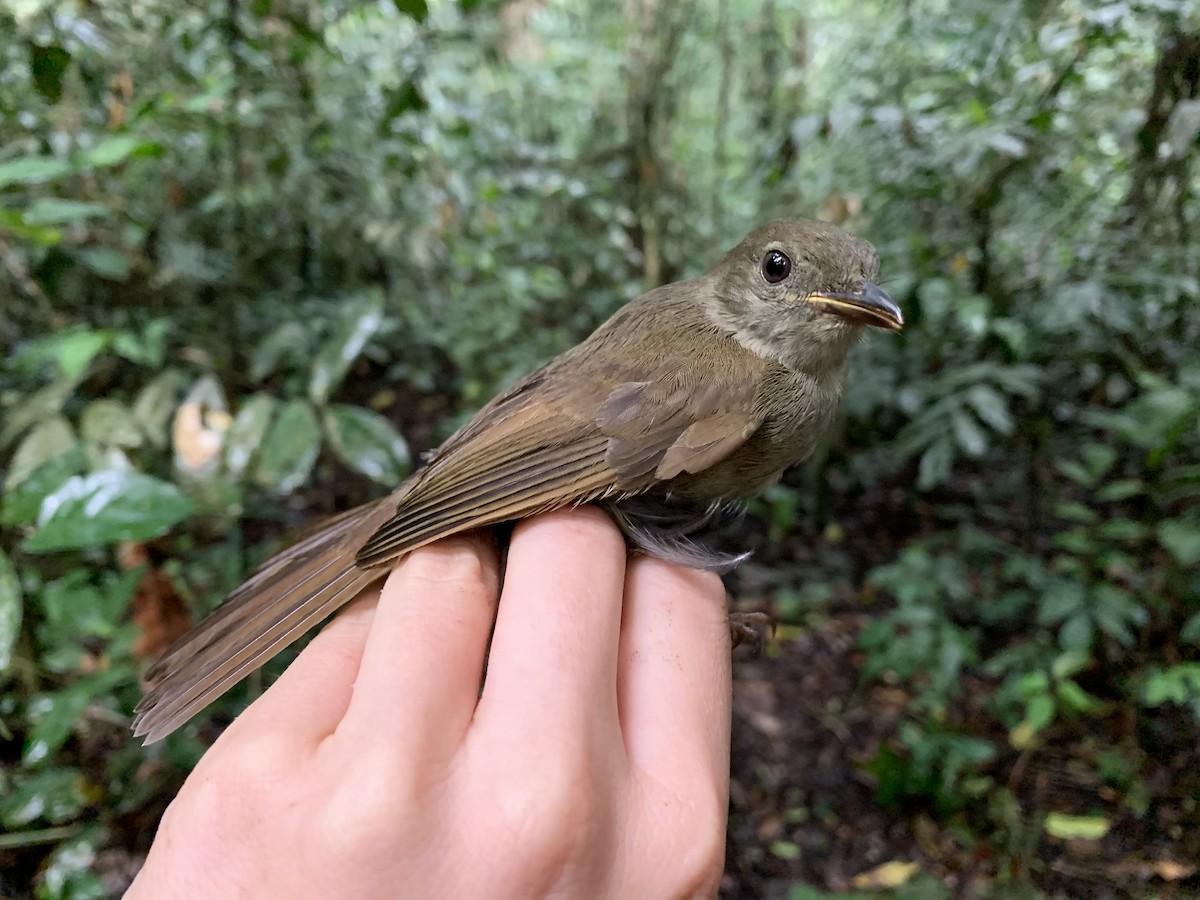 Bulbul Verde - ML222093821