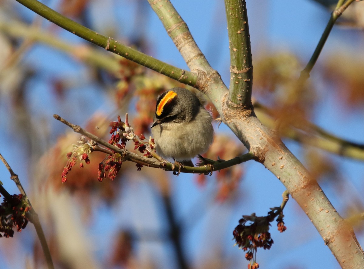 Golden-crowned Kinglet - ML222094221