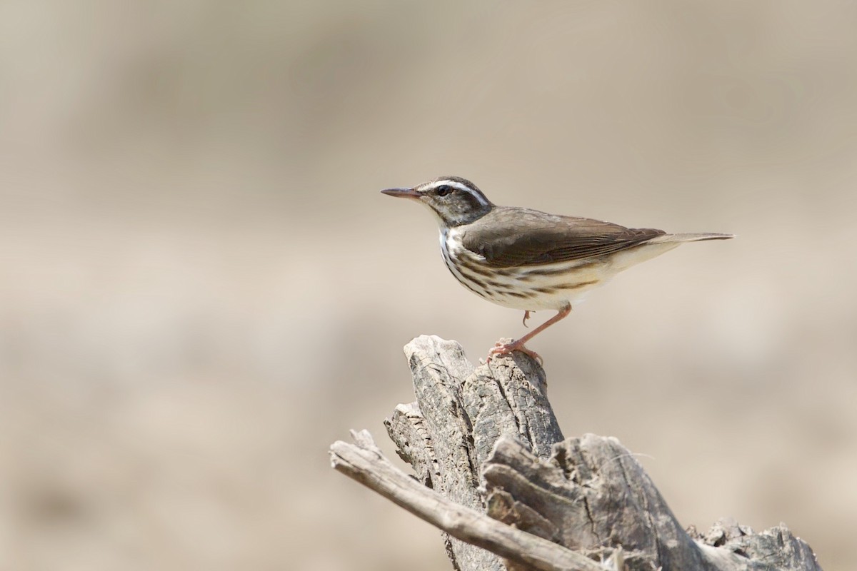 Louisiana Waterthrush - ML222094351