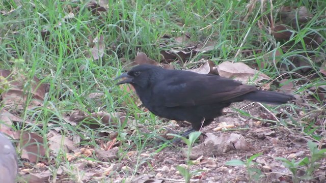 Chopi Blackbird - ML222095001