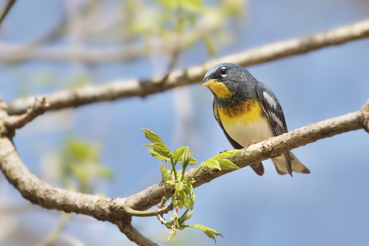 Northern Parula - ML222095171