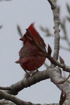 Northern Cardinal - ML22209751