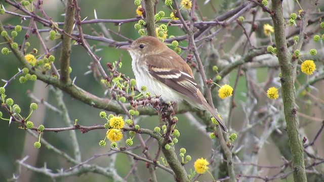 Bran-colored Flycatcher - ML222099341