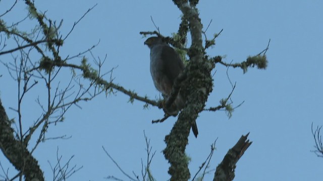 Bicolored Hawk - ML222099991