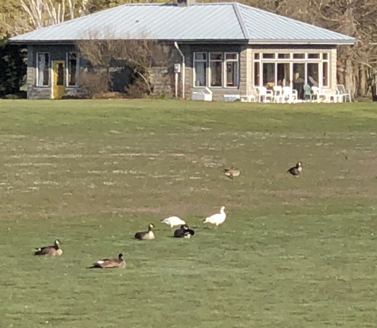 husa sněžní - ML222100011