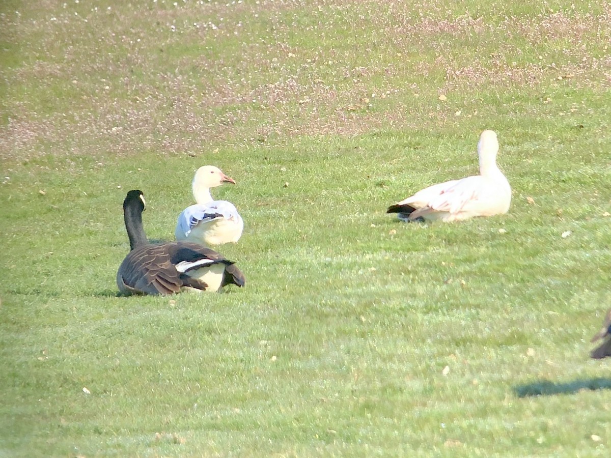 husa sněžní - ML222100041