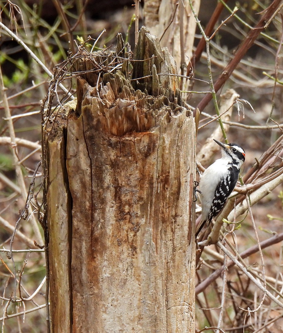 Hairy Woodpecker - ML222100391