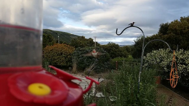 Rufous/Allen's Hummingbird - ML222100421