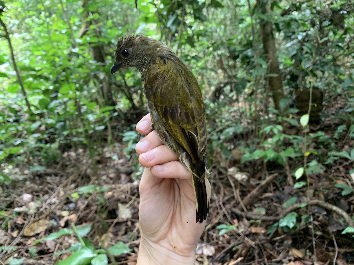 Spotted Honeyguide - ML222100491