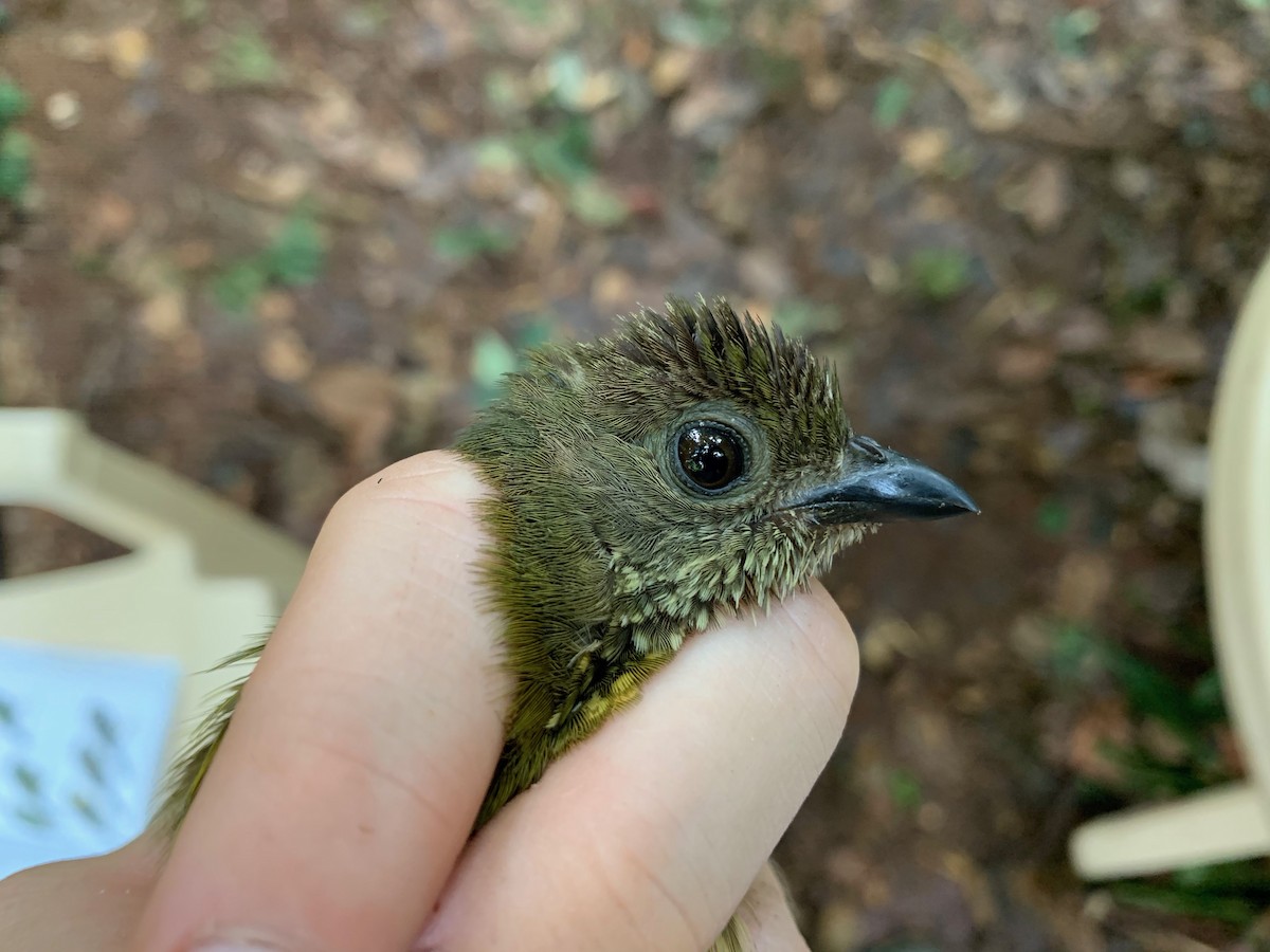 Spotted Honeyguide - ML222100521