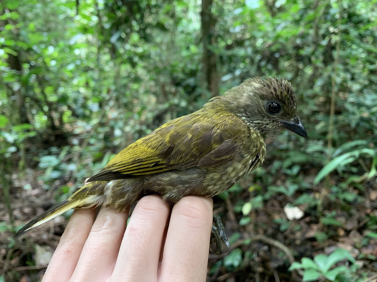 Spotted Honeyguide - ML222100601