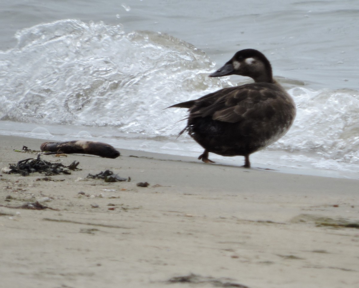 Surf Scoter - ML222101651