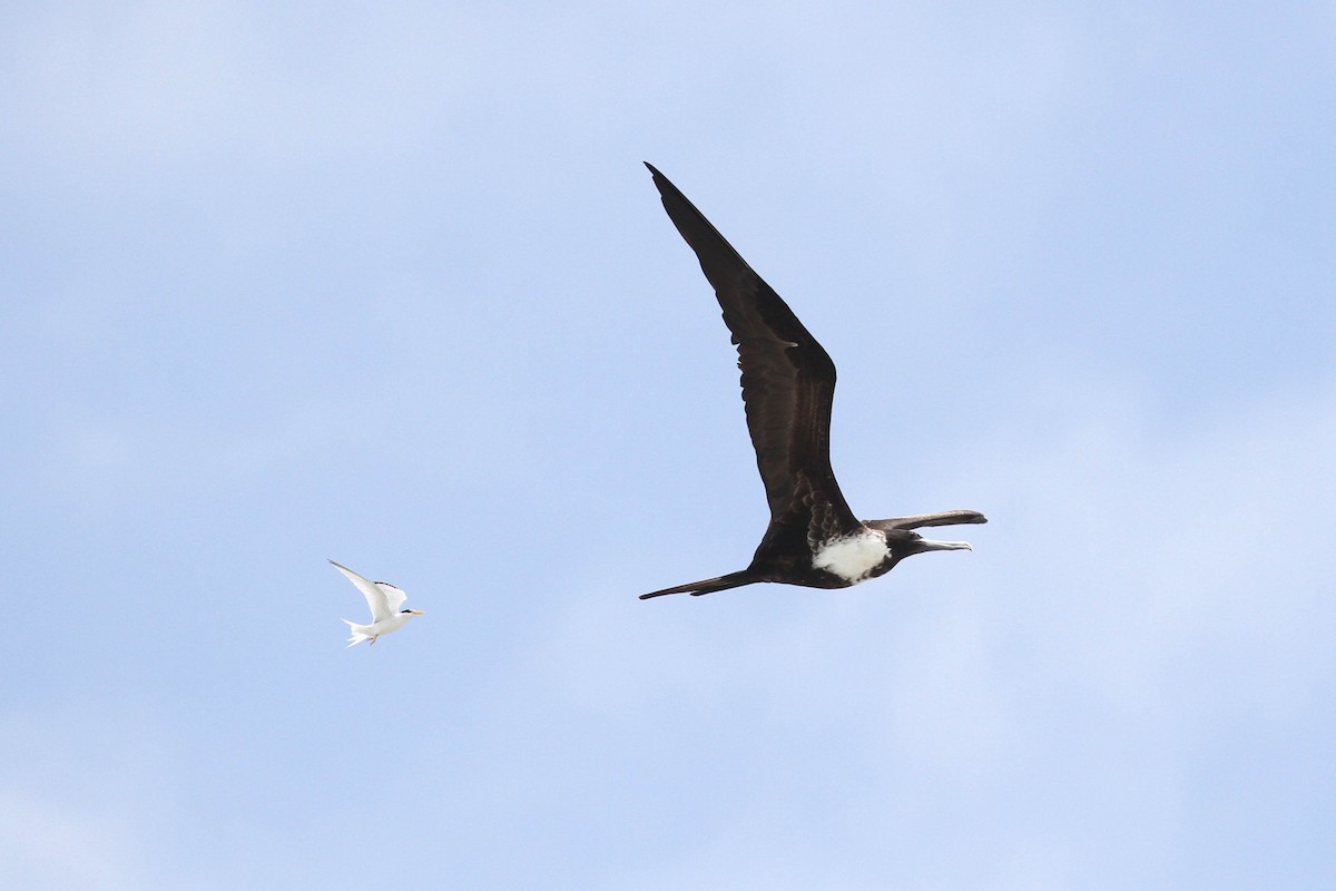 Least Tern - Alex Lamoreaux