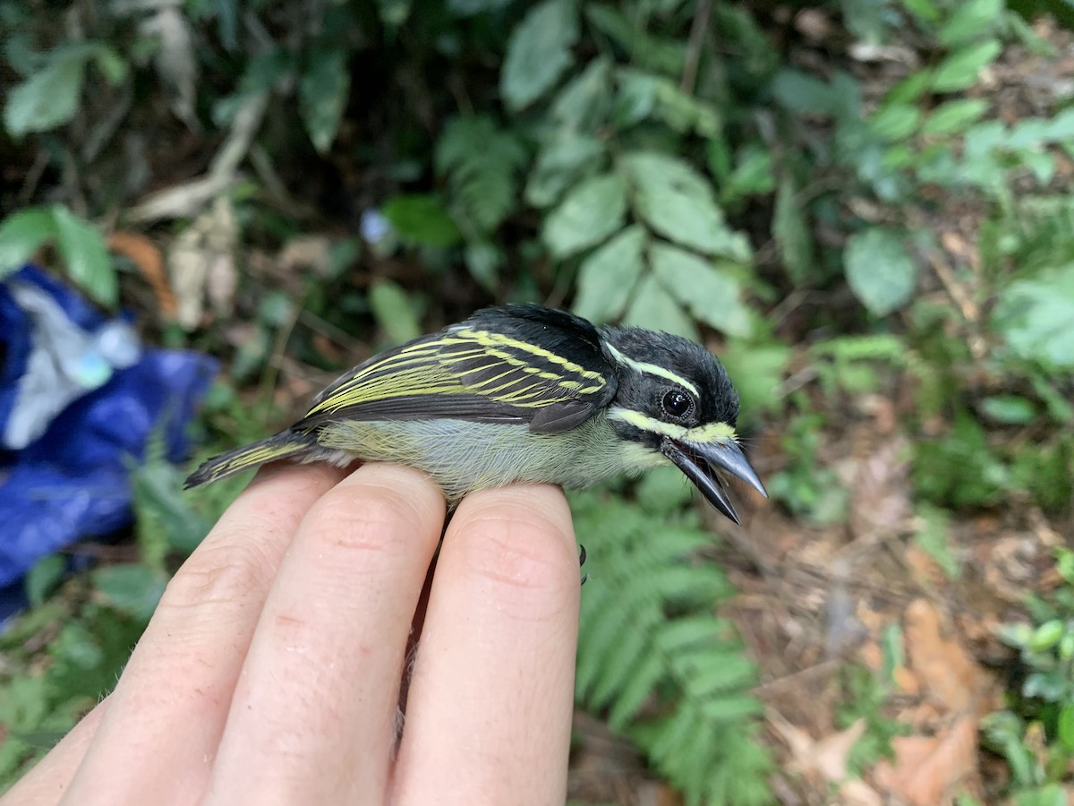 Yellow-throated Tinkerbird - Billi Krochuk