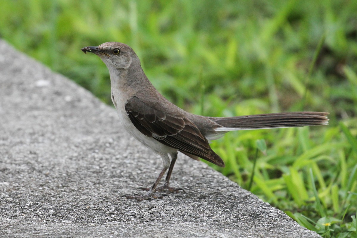 Northern Mockingbird - ML222103471