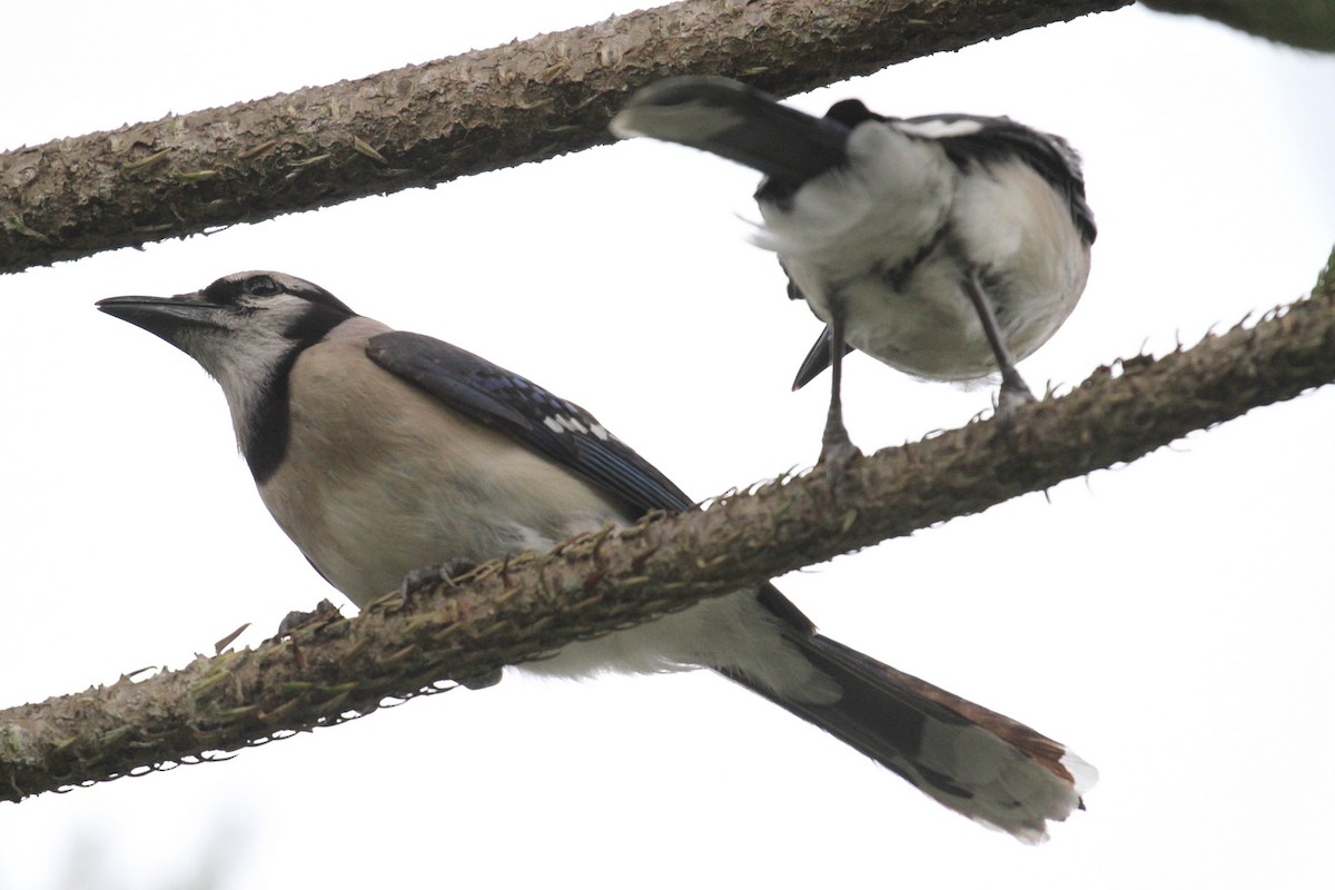 Blue Jay - ML222103491